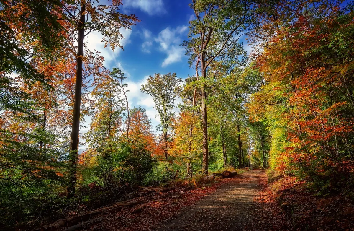 Best Beginner Hiking Trails in the White Mountains: A Seasonal Guide
